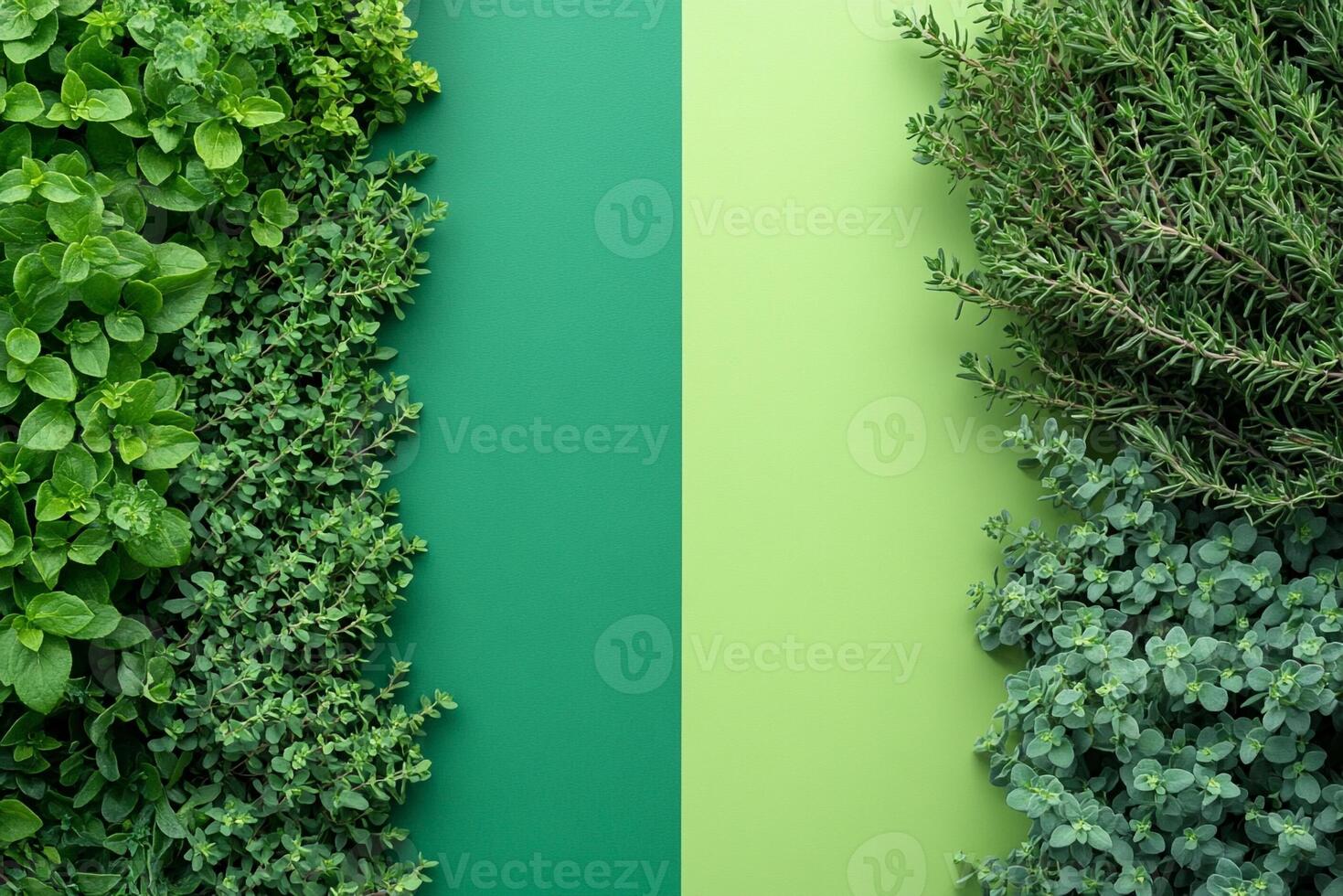 Thyme creeping varieties on a vibrant background, photorealistic top view Thyme creeping varieties flower photo