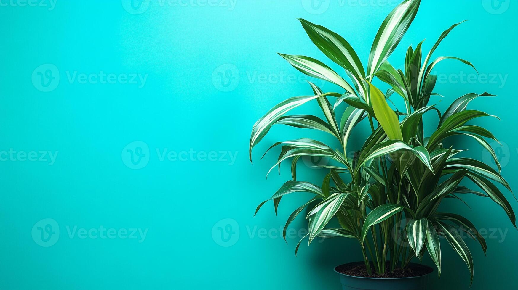 Top view photorealistic Ti Plant, plant set on a vibrant background photo