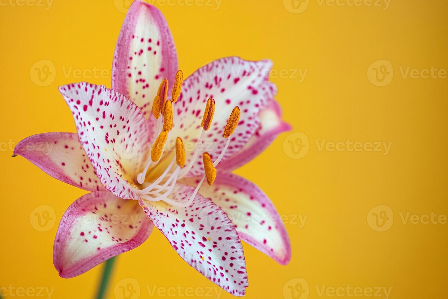 Toad Lily on a vibrant background, top view photorealistic flower photo