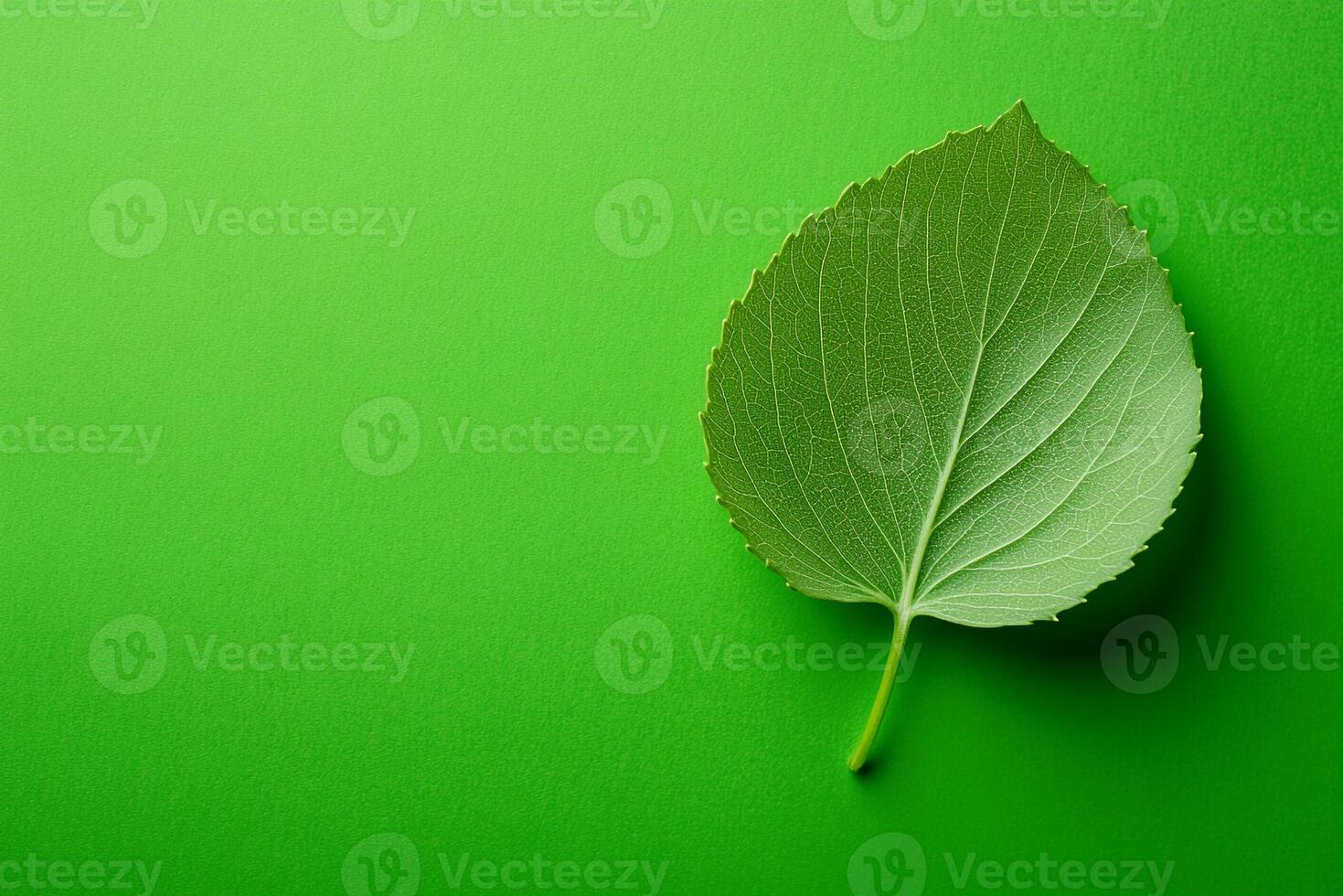 Top view Tilia on a vibrant background, plant setting photo