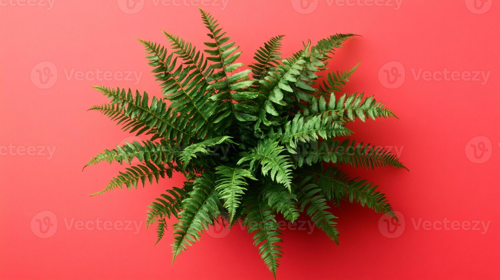 Top view Tree Fern on a vibrant background, plant setting photo