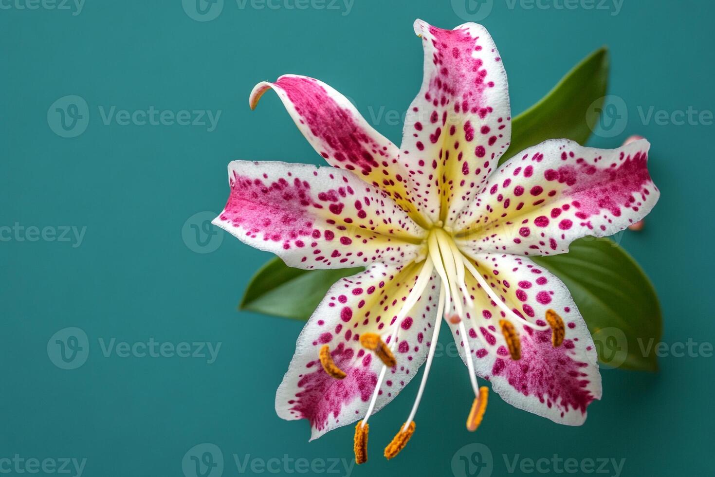 Top view Tricyrtis on a vibrant background, flower setting photo