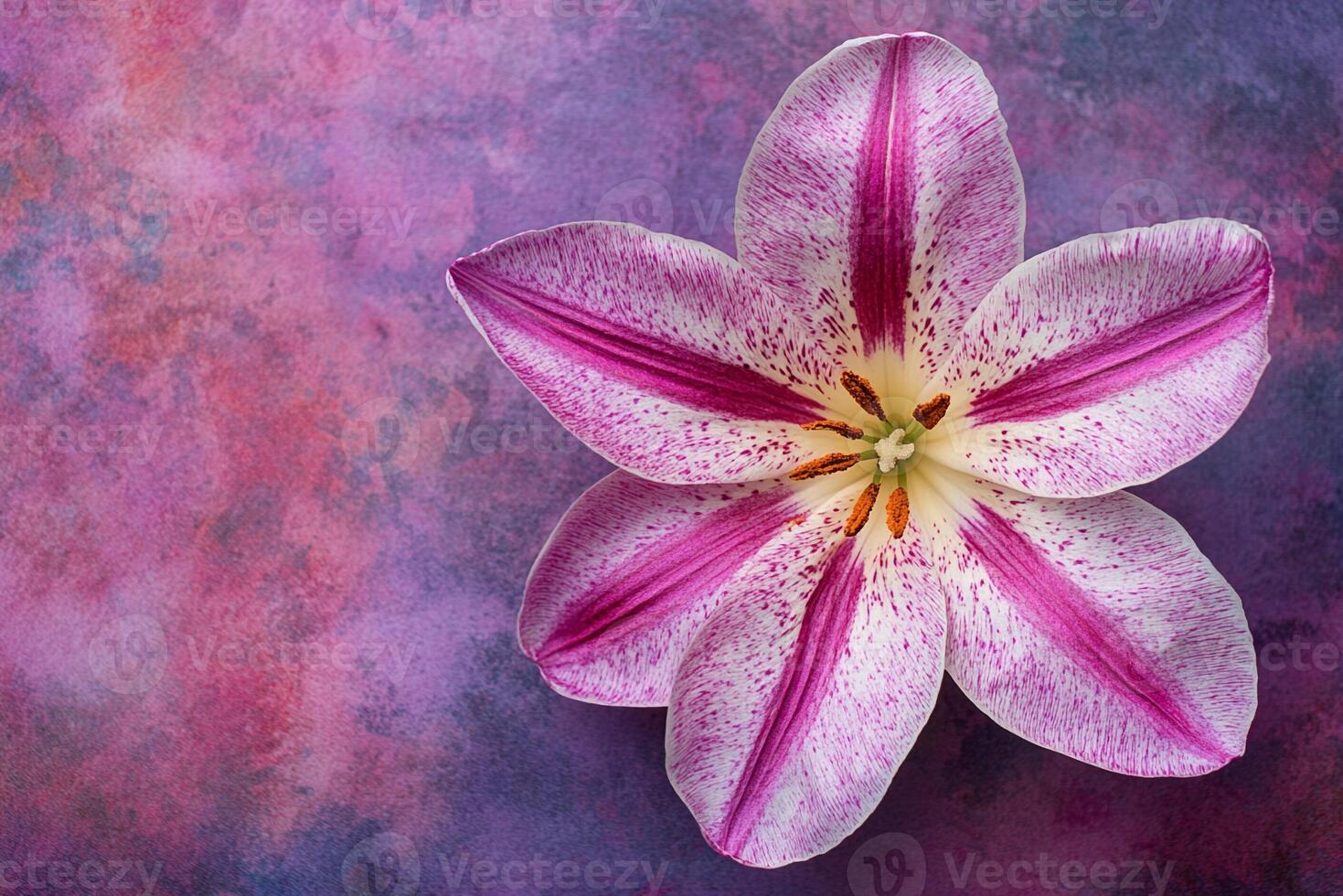 Top view Tulip on a vibrant background, flower setting photo