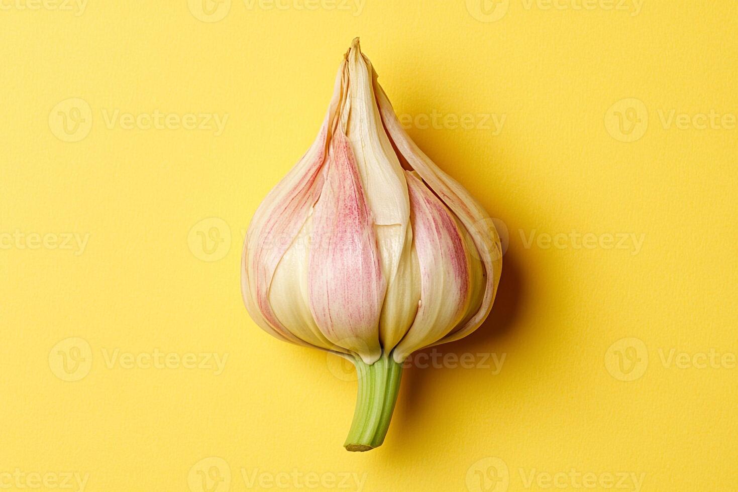 Tulip on a vibrant background, photorealistic top view Tulip plant photo