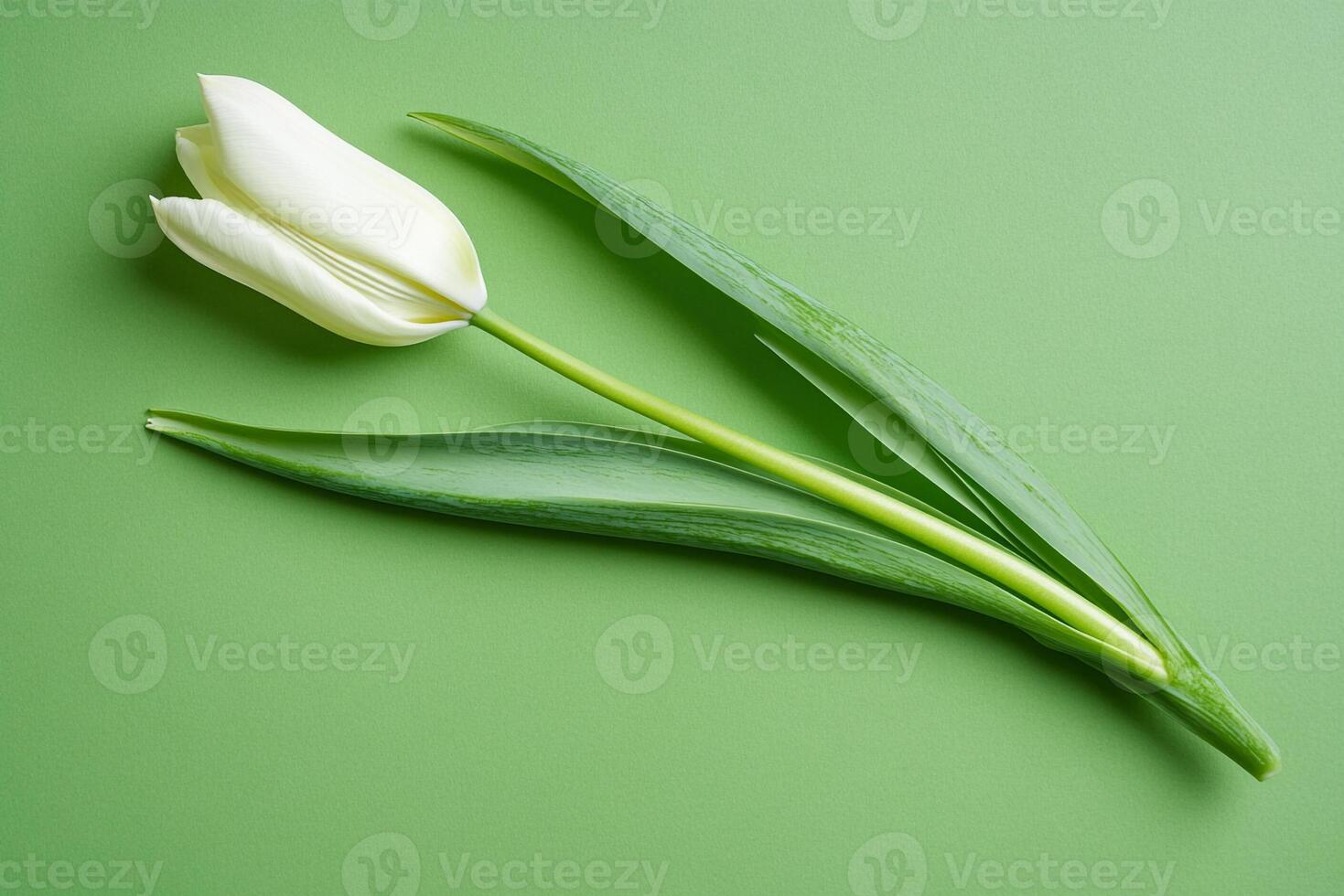 Tulipa on a vibrant background, top view photorealistic flower photo