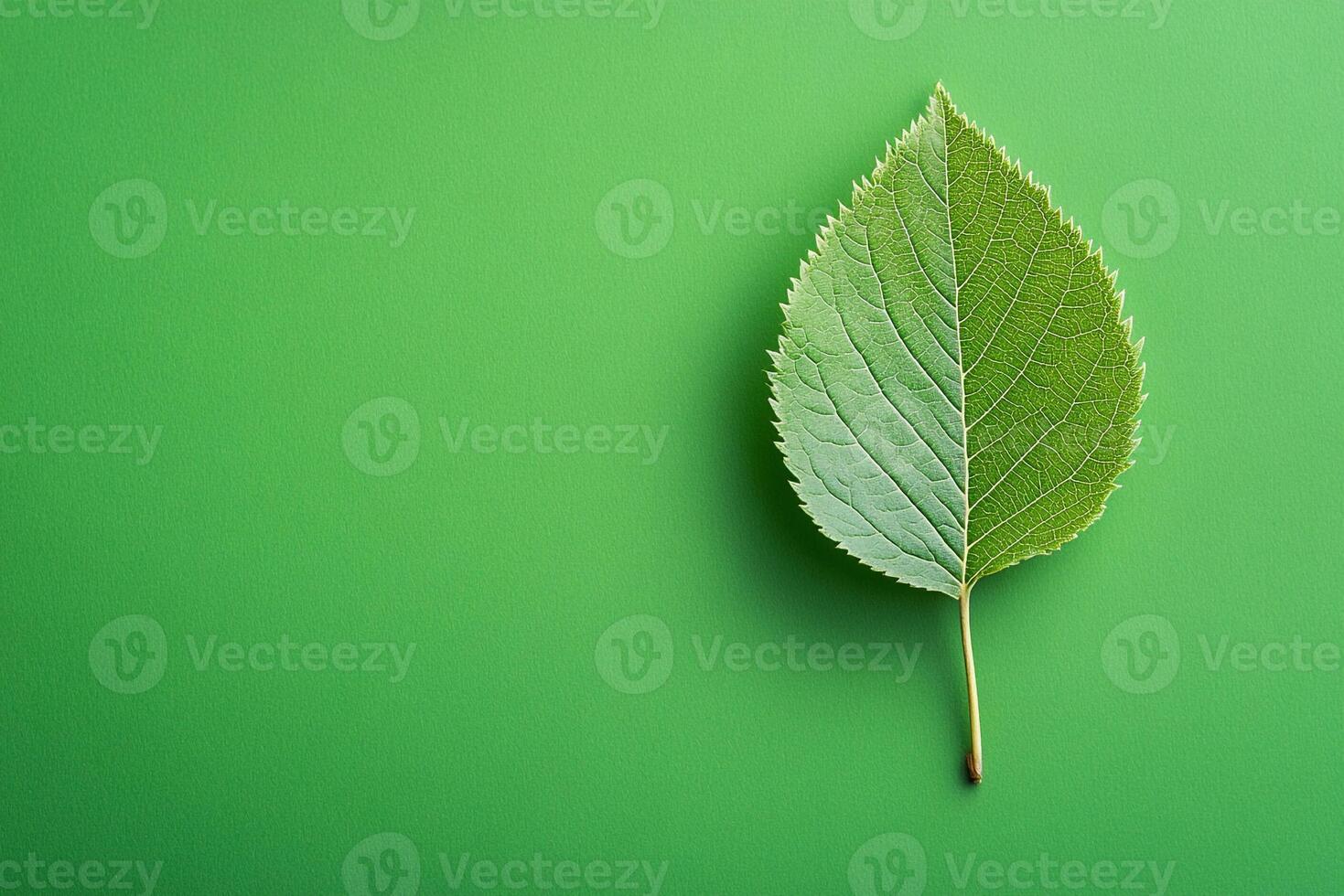 Ulmus on a vibrant background, top view photorealistic plant photo