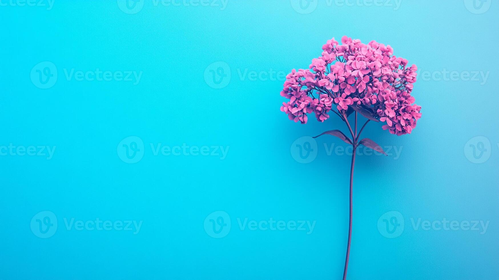 Top view Valerian on a vibrant background, plant setting photo