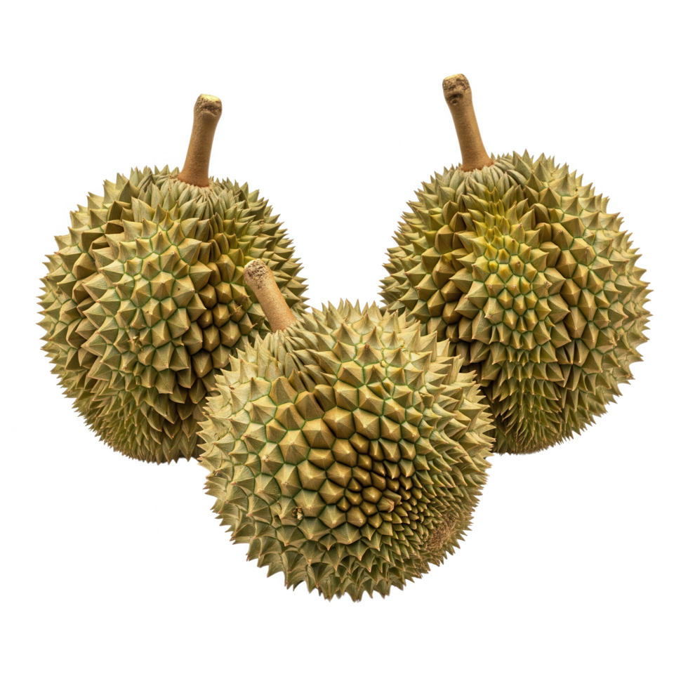 Three Yellowish Green Durians with Sharp Thorns on Transparent Background png