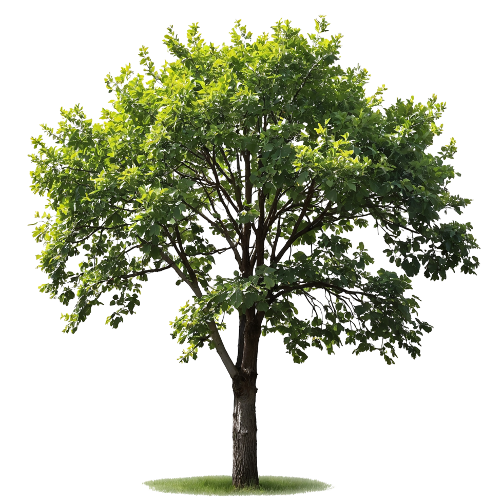 Lush Green Tree Isolated Background, Cut out png