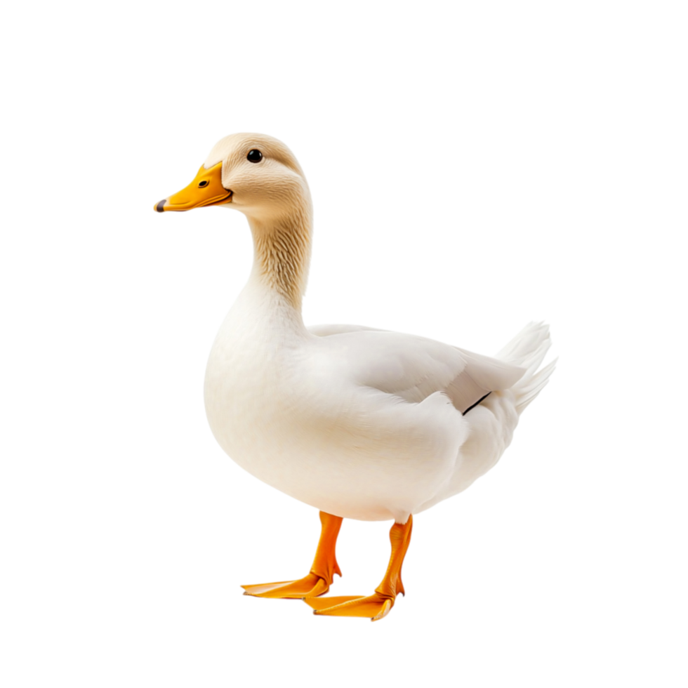 White domestic duck with orange beak and feet standing plain background png