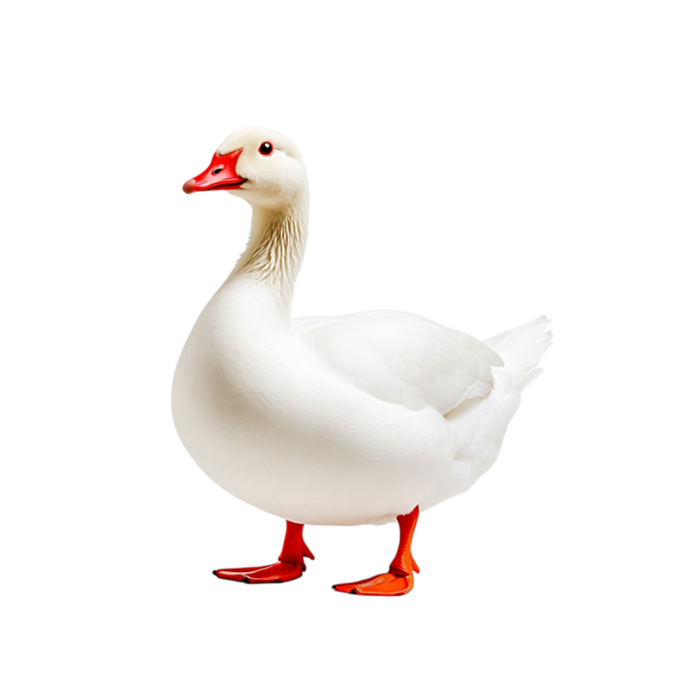 White Goose with Bright Red Bill and Feet Standing png
