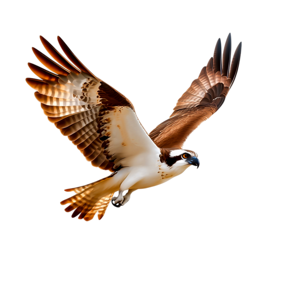 Majestic Bird in Flight Displaying Graceful Wings and Captivating Patterns in Nature png