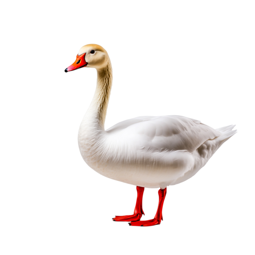 Elegant White Goose with Orange Beak and Bright Red Feet Standing Gracefully on png