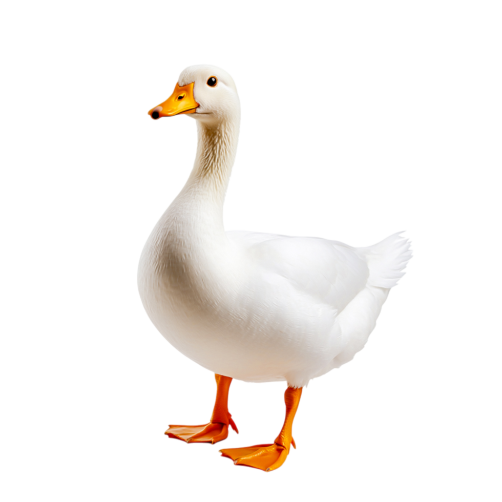 White Domestic Duck Standing Proudly with Bright Orange Bill and Feet in a Studio Setting png