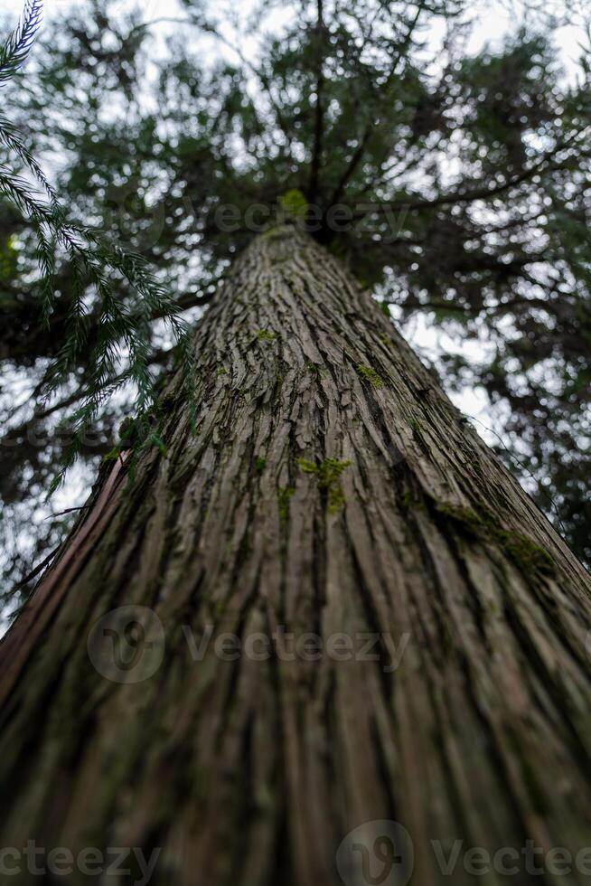 Tall sequoia tree view from bottom to top Sequoia at the Botanical Garden photo