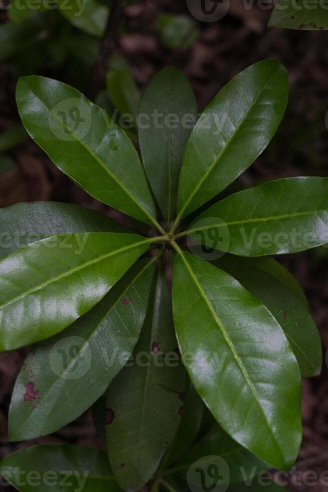 broad leaves of a tree growing in a dense forest photo