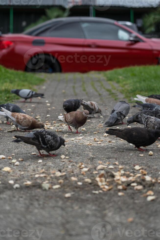 Pigeons eat bread against the background of a red car photo