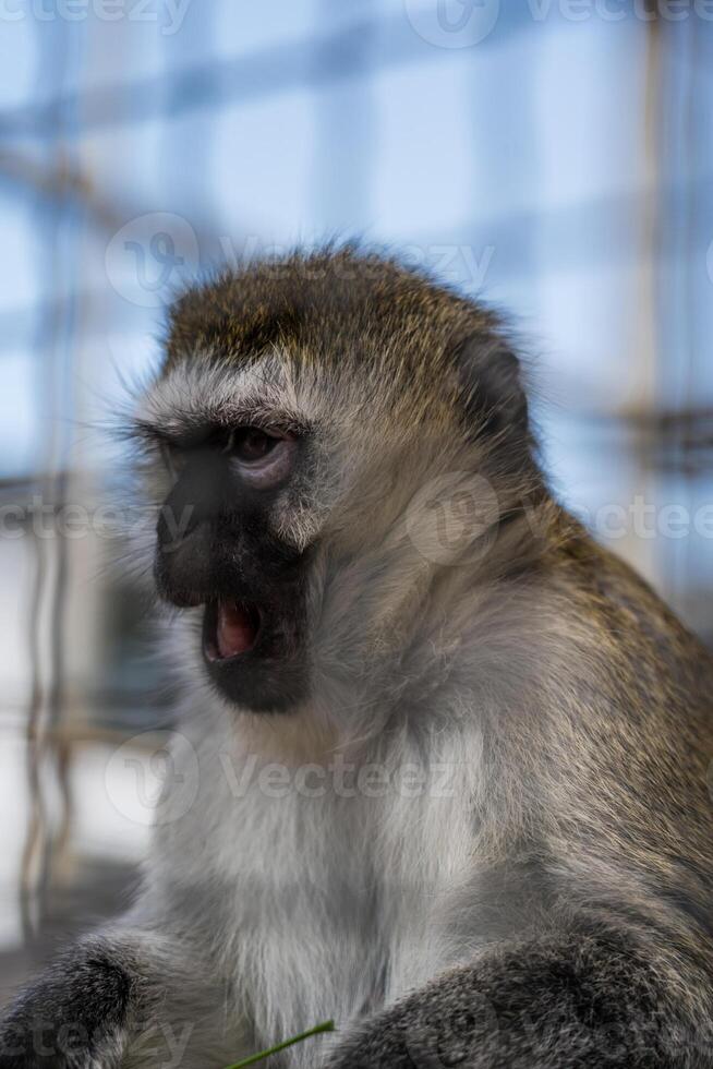 The little monkey surprisingly opened its mouth indignantly. The Evil Capuchin photo