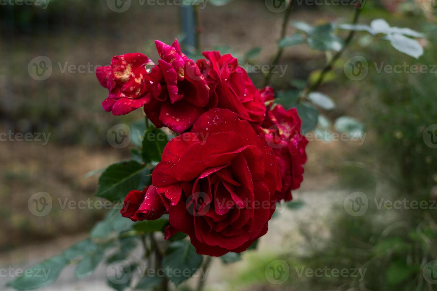 A red rose in the botanical garden in Georgia. Rose close-up photo