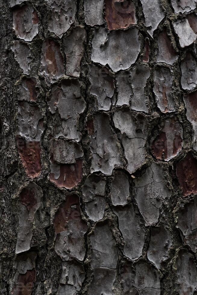 bark of the cedar tree. cora background. Close-up of the bark photo