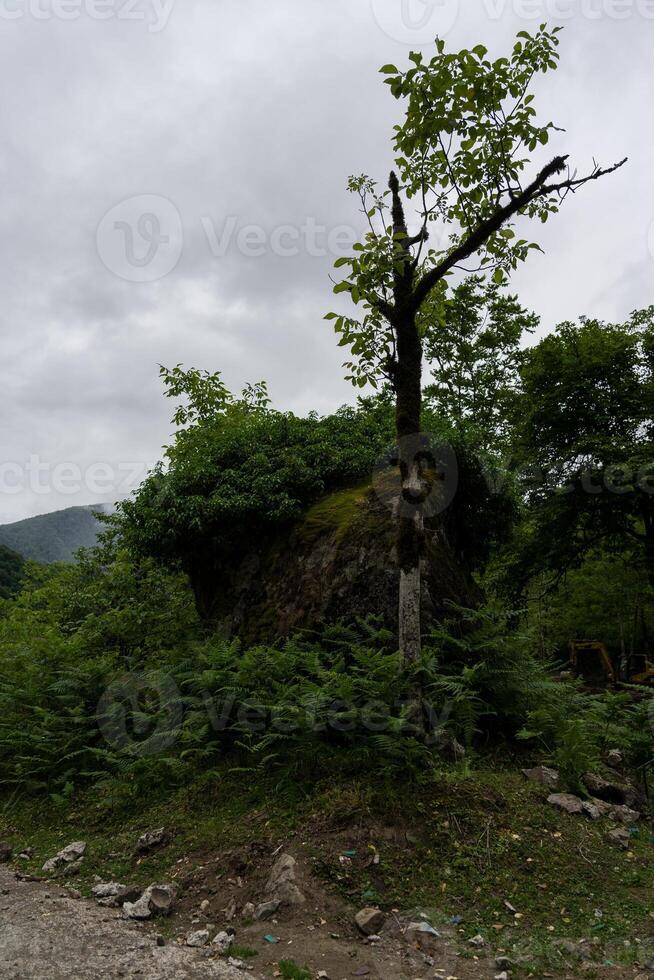 A dry tree on the background of mountains and cloudy sky, Georgia photo