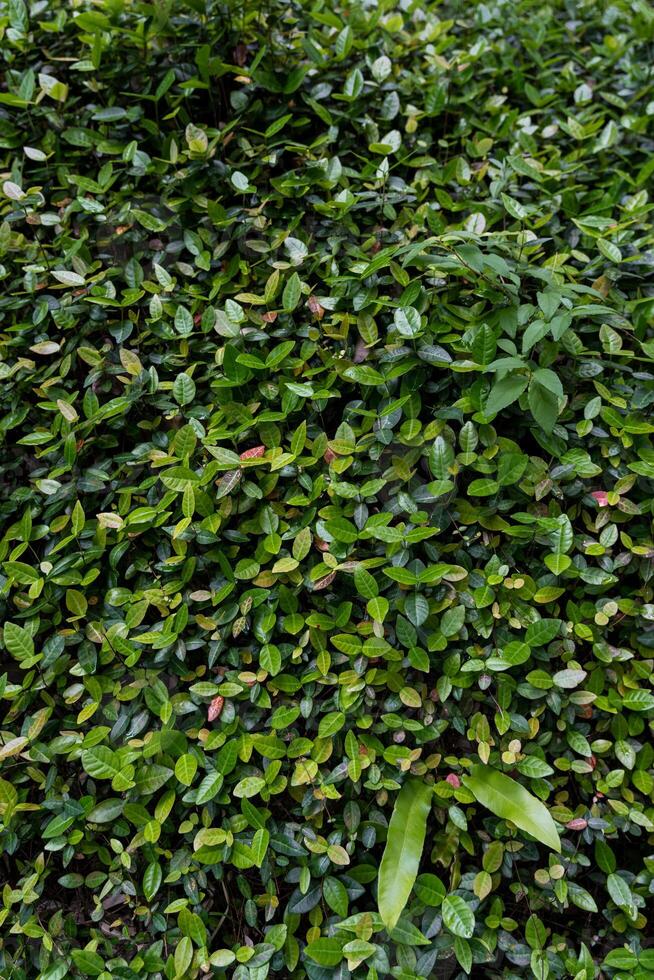 Foliage background. Shrub background Shrub leaves photo