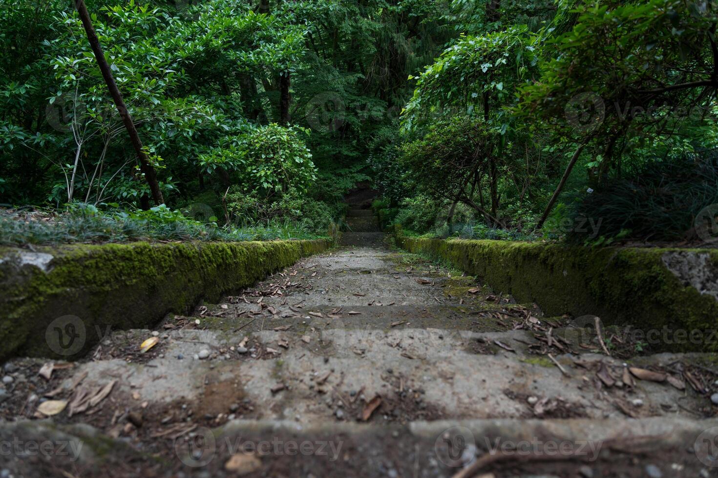Steps down in the forest of the Botanical garden in Georgia photo