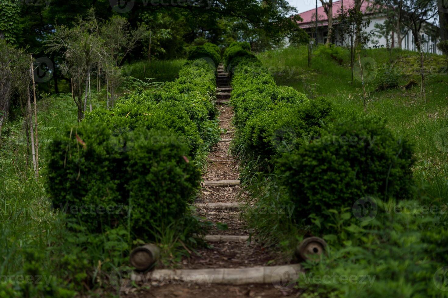 Steps up between the bushes in the Botanical Garden of Georgia photo