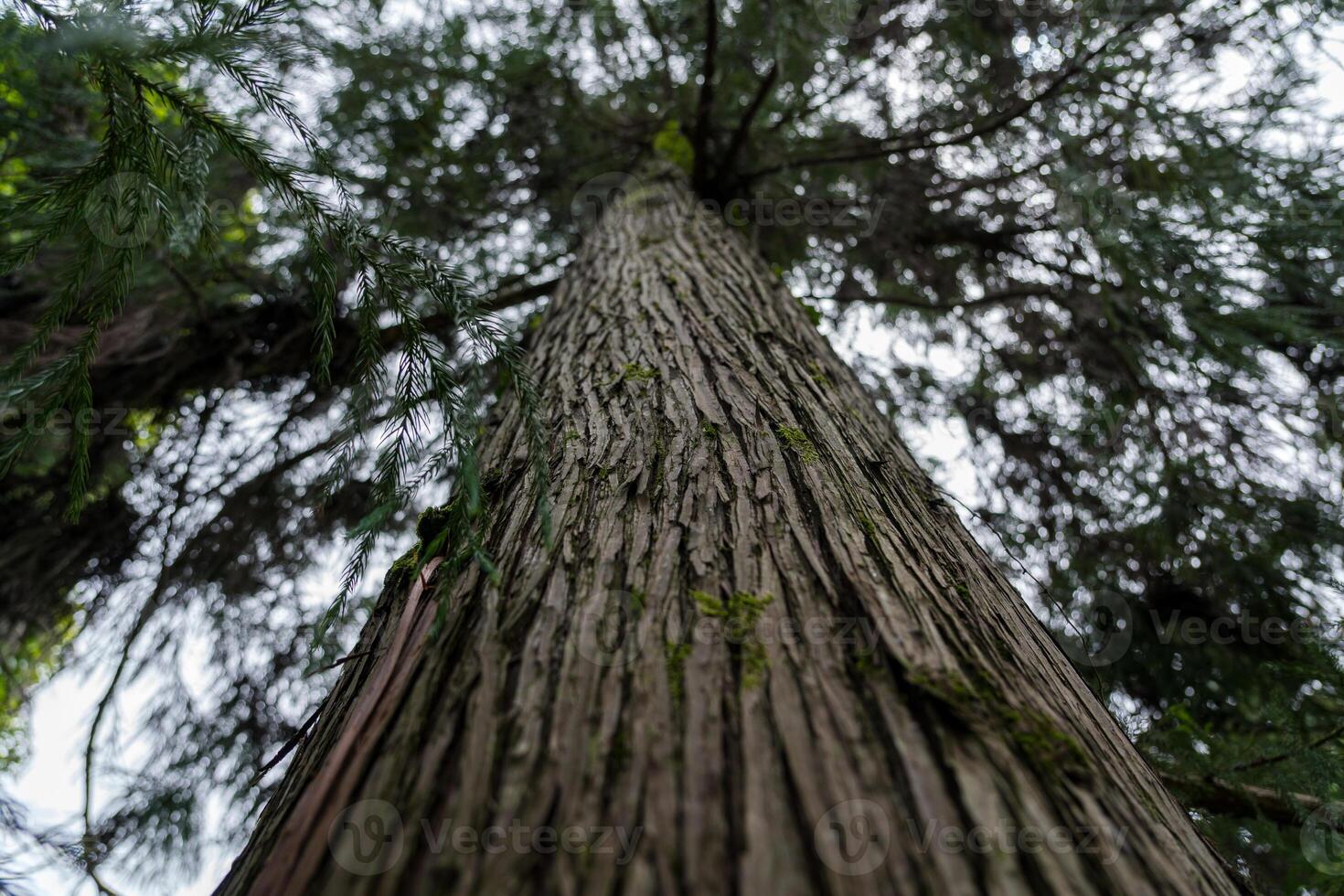 Tall sequoia tree view from bottom to top. Sequoia at the Botanical Garden photo