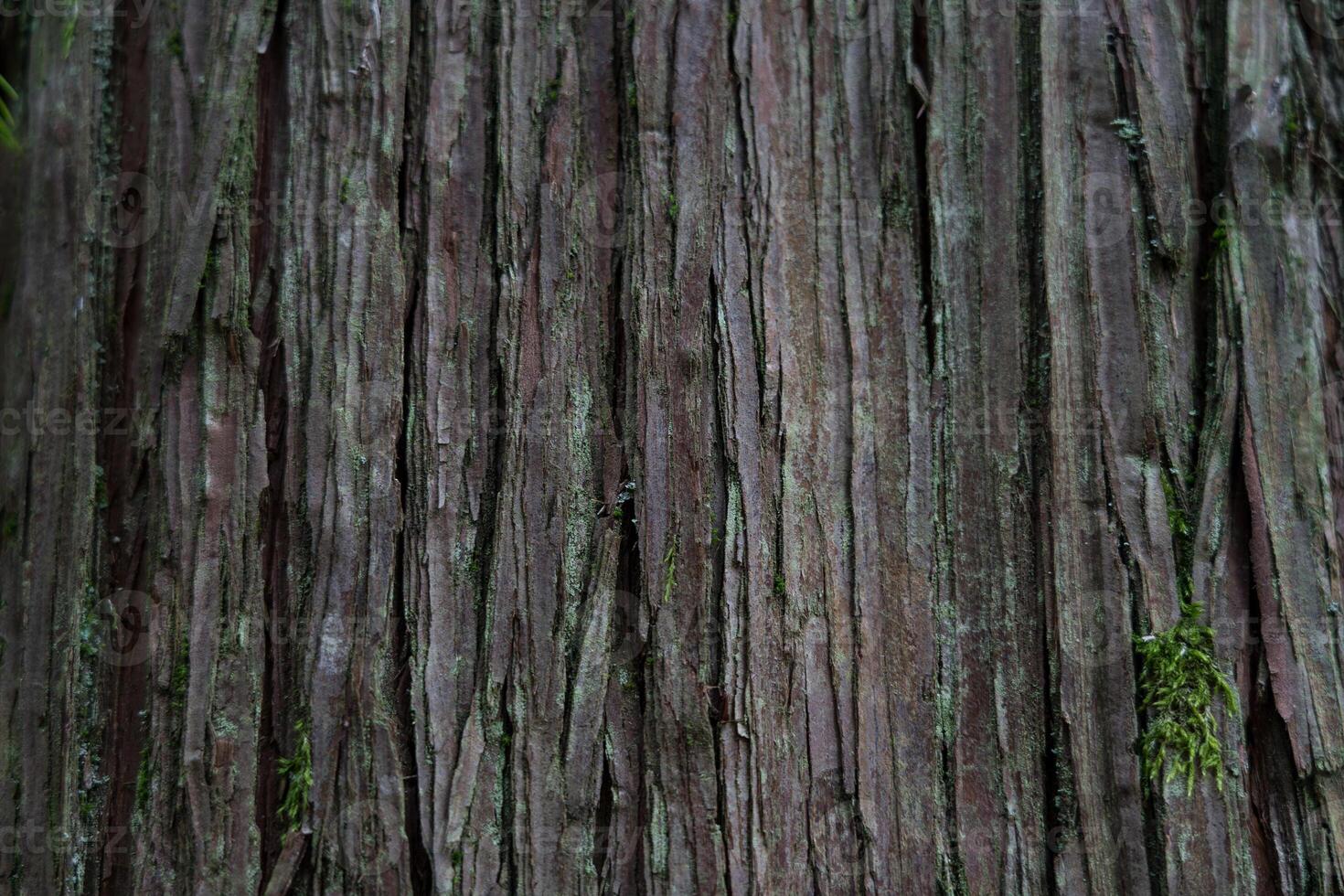 Sequoia bark background. Sequoia bark close-up. Cora background photo