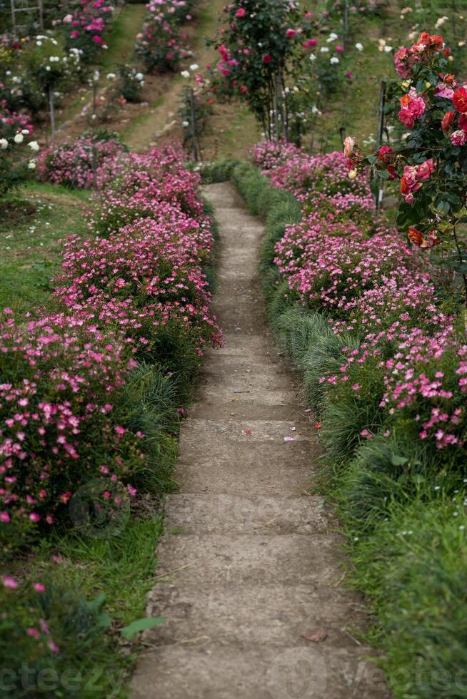A path in the flower garden. A path between the flowers. Botanical Garden of Georgia photo