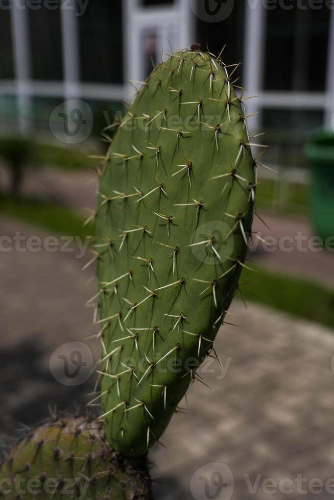 Cactus leaf close-up. A cactus branch in close-up. cactus stem photo