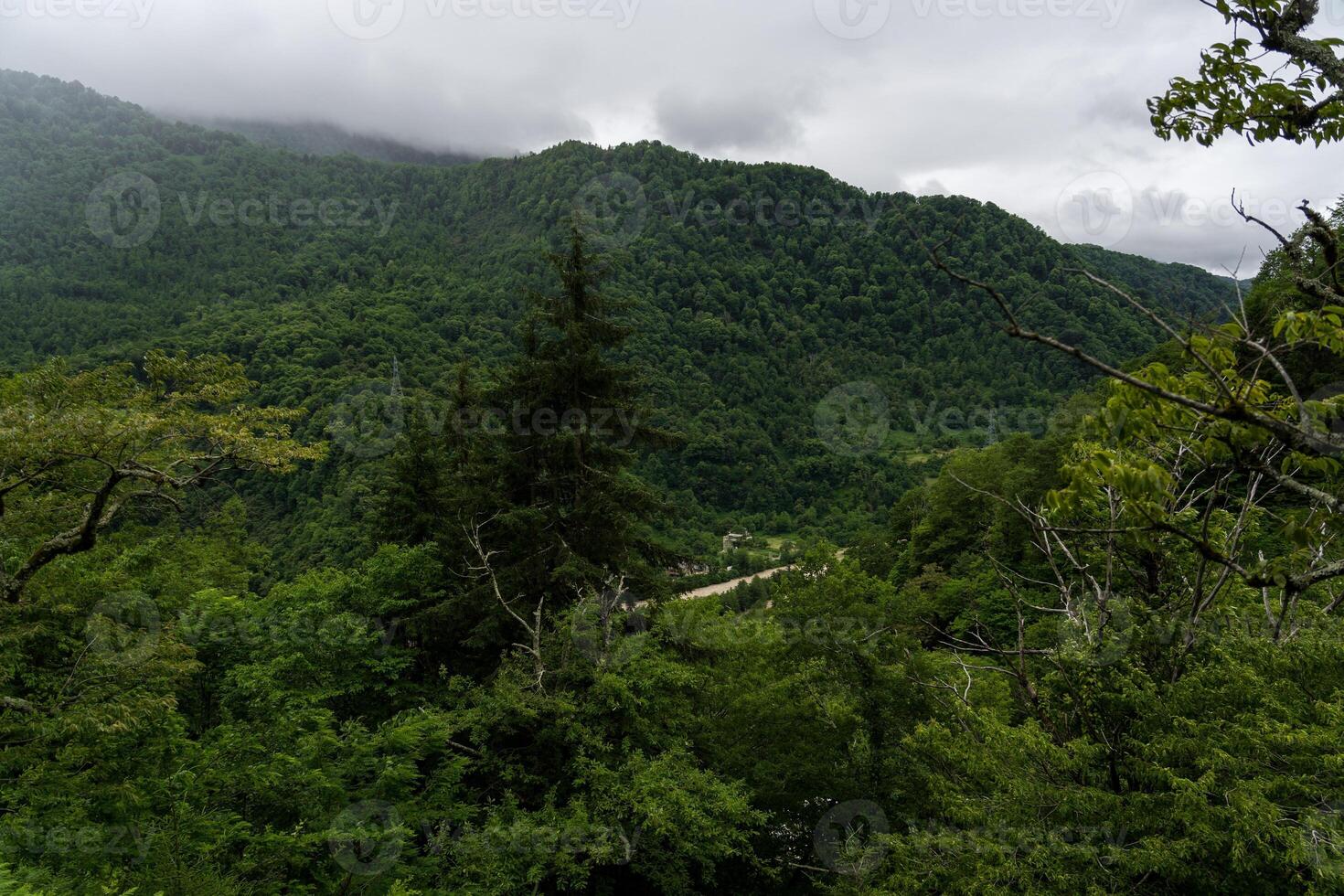 Spruce tree on the background of mountains and forests of Georgia, cloudy sky photo