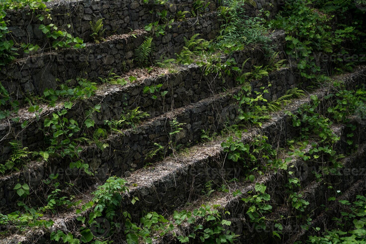 The stone steps are covered with moss and vines photo