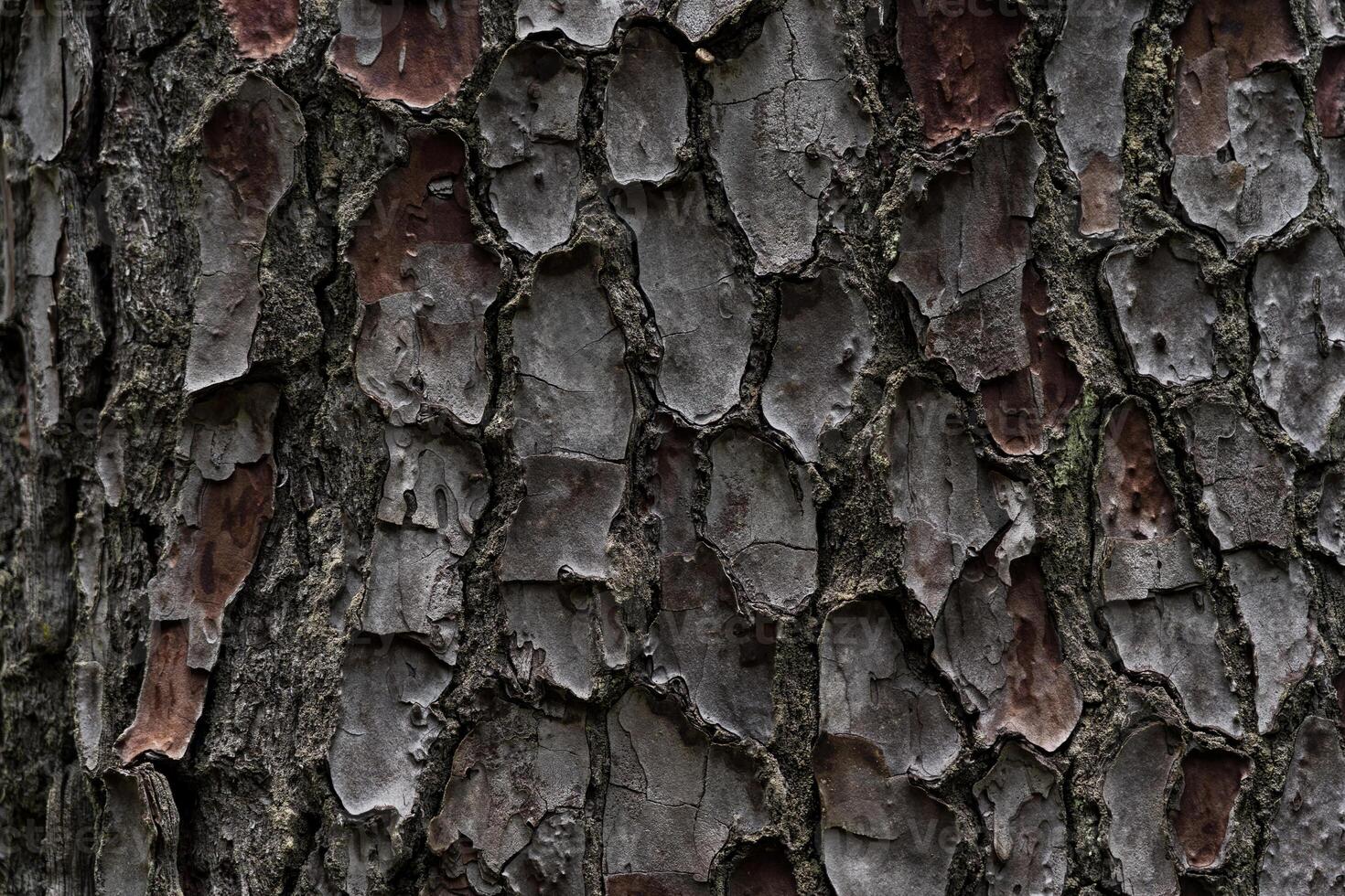 The bark of the cedar tree. cora background. Close-up of the bark photo