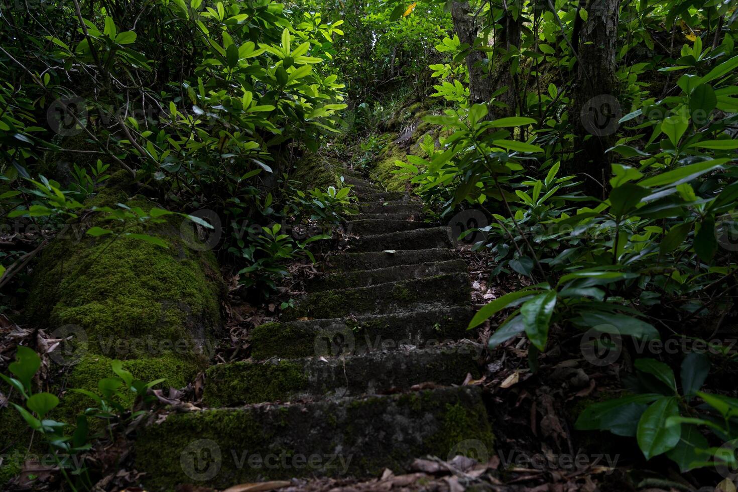 Concrete steps down in a dense forest photo