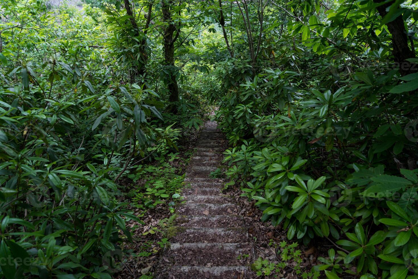 Stone steps down in old dense forest photo