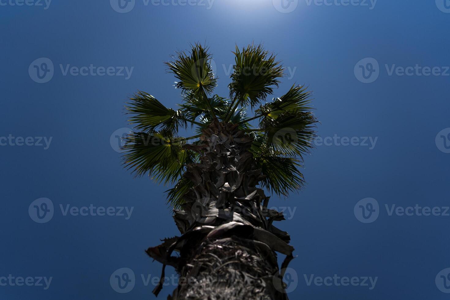 Palm tree on the background of sky and sun in Batumi photo