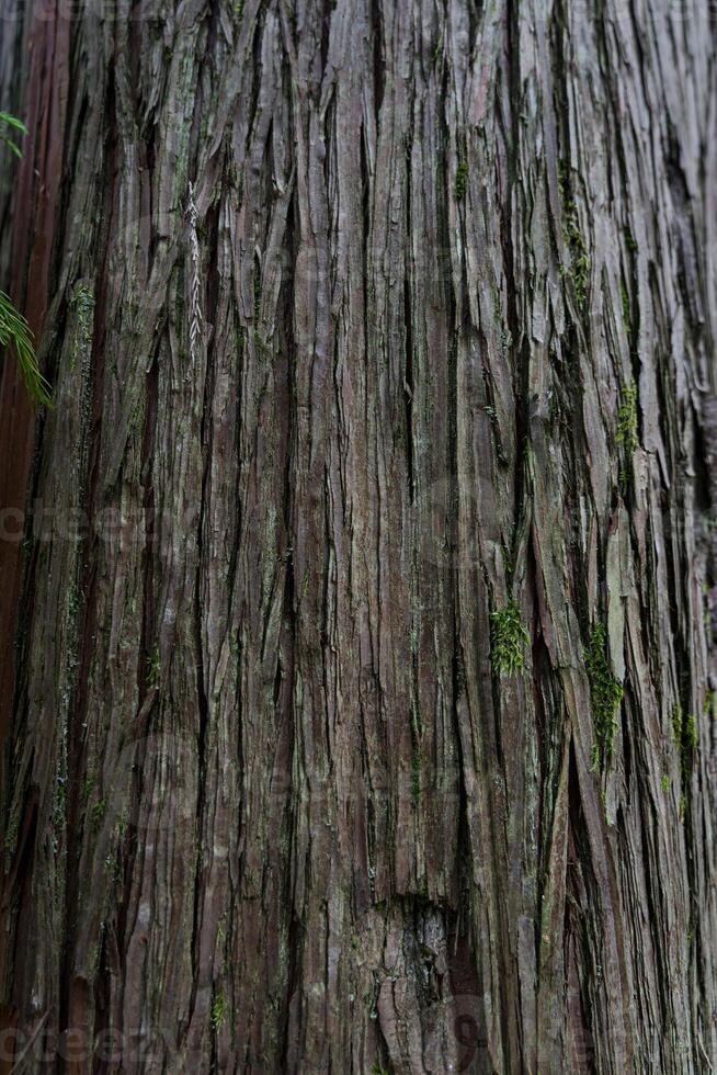 Sequoia bark background. Sequoia bark close-up Cora background photo