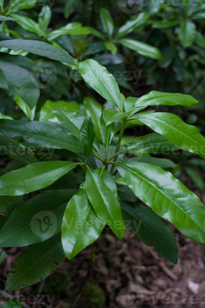 The broad leaves of tree growing in a dense forest photo