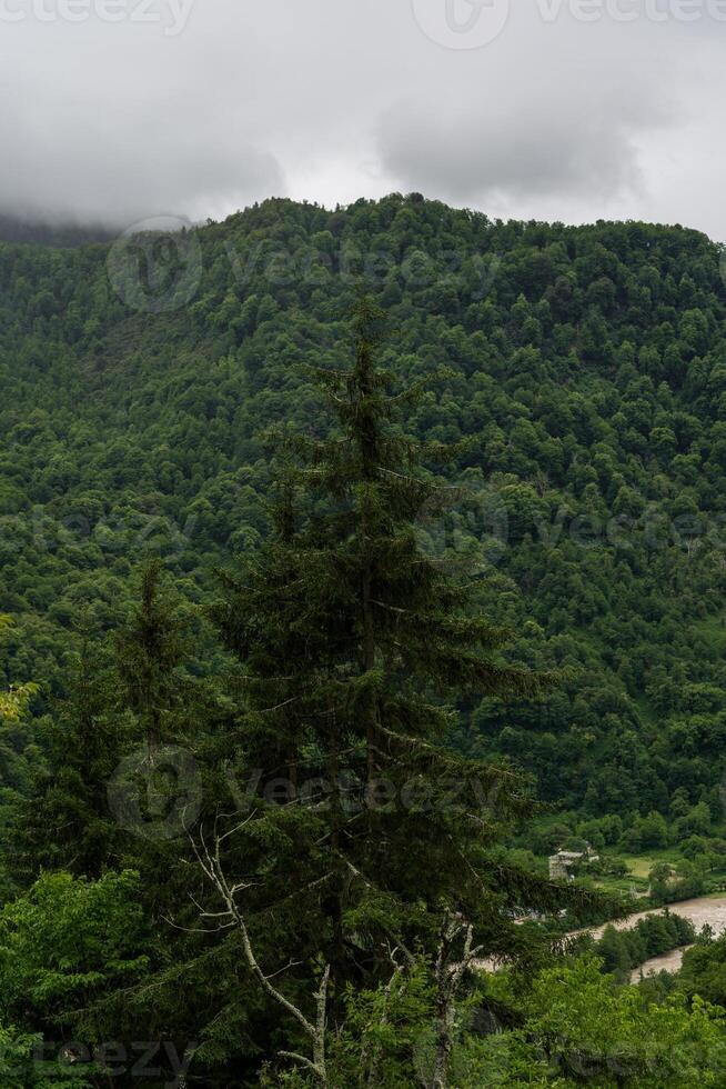 Spruce tree on the background of mountains and forests of Georgia cloudy sky photo