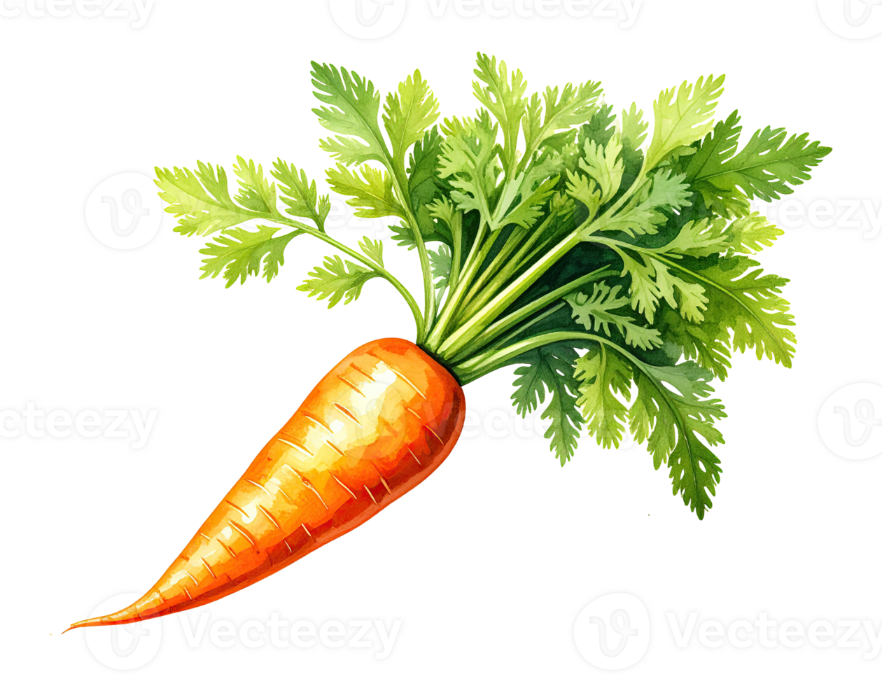Hand-painted carrot vegetable in bright watercolor style. png