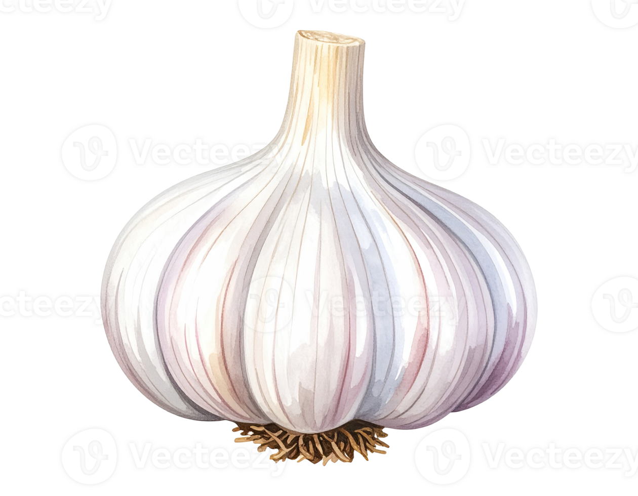 Watercolor garlic illustration. png