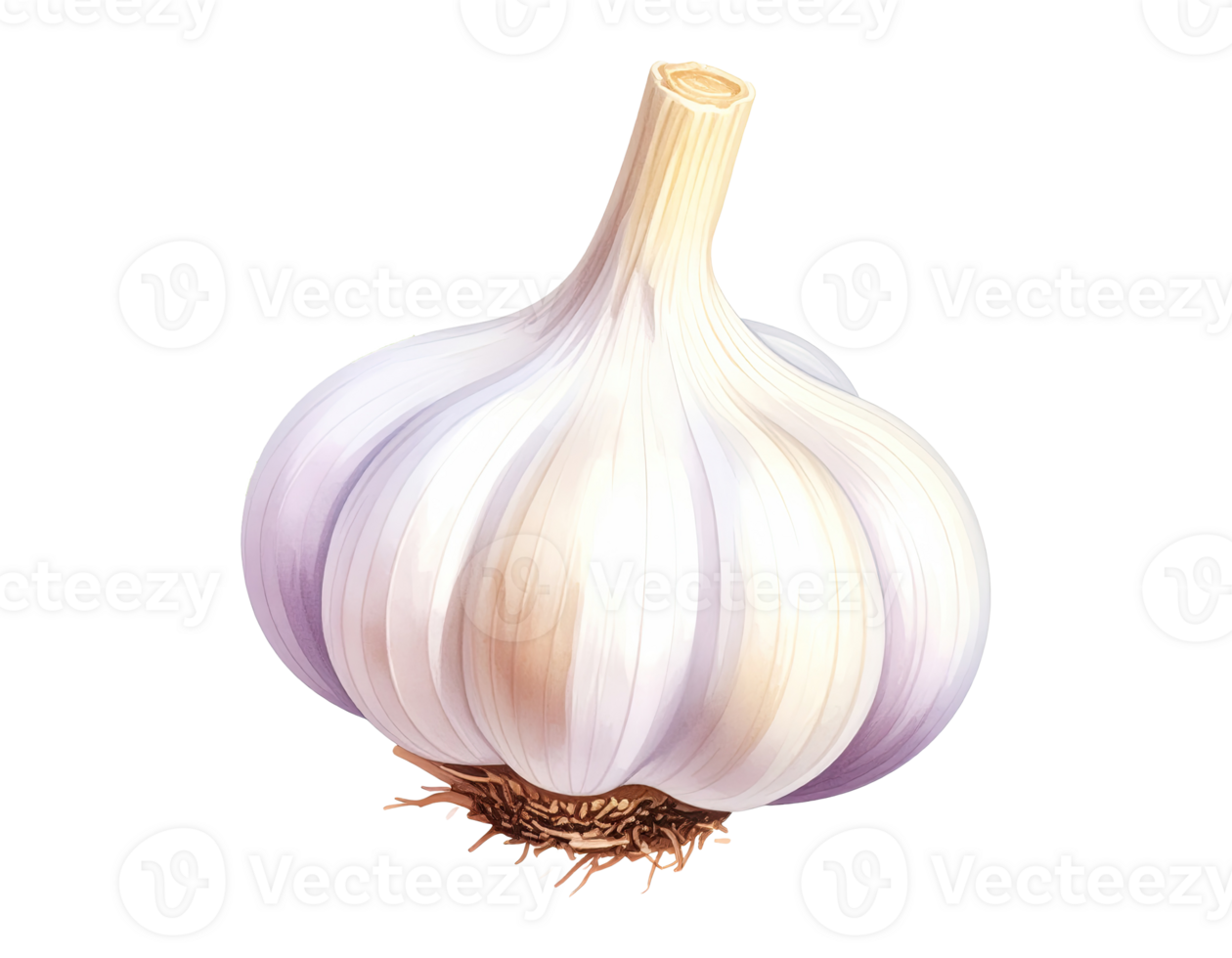 Rustic garlic bulb art in artistic watercolor style png