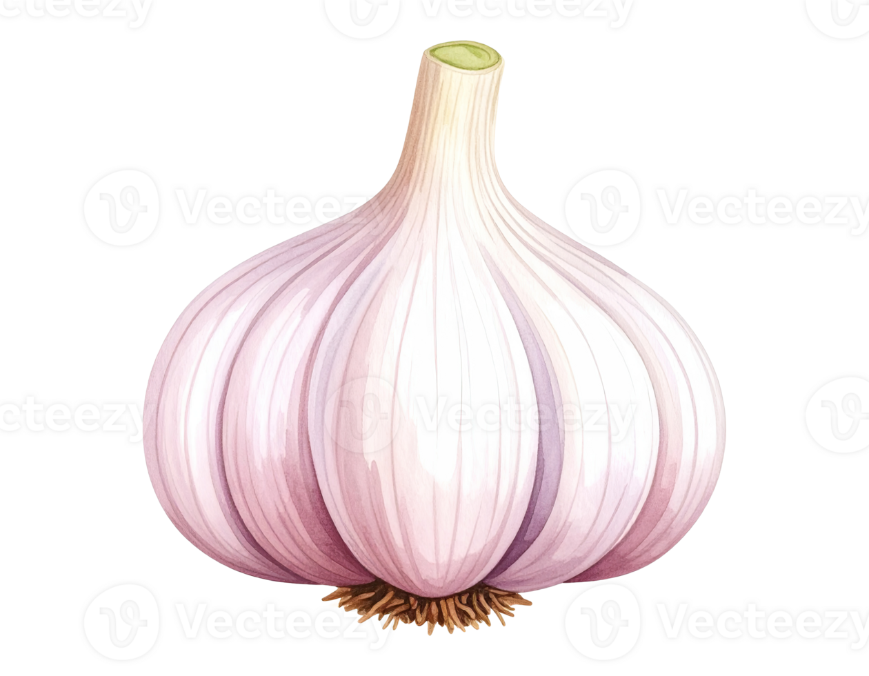 Watercolor garlic bulb illustration png
