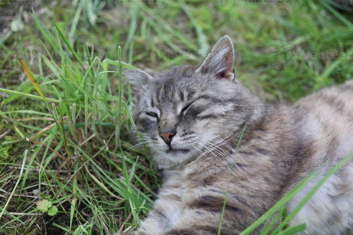 A cat laying in the grass photo