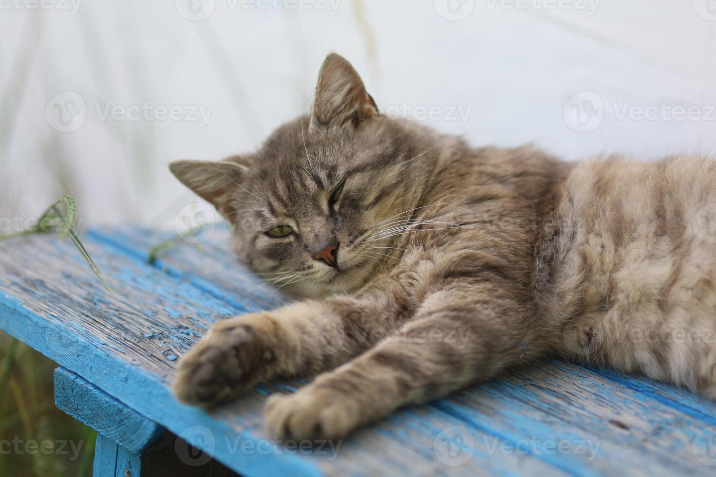 A cat laying on a bench photo