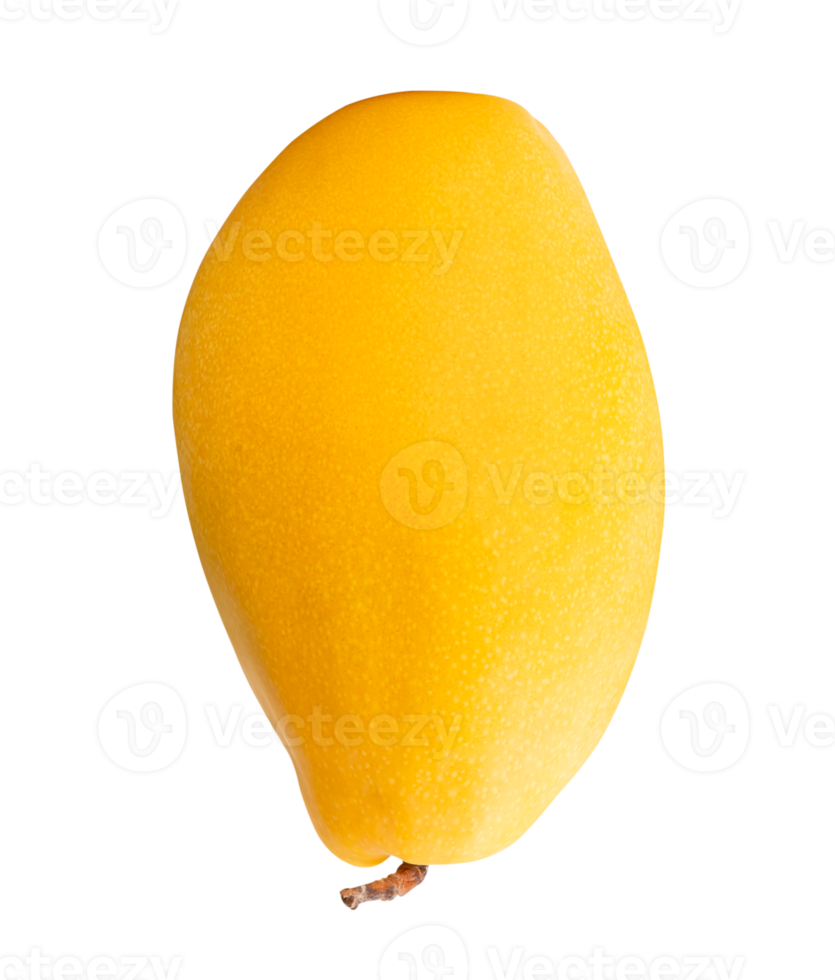 Single ripe yellow mango in vertical isolated with clipping path in file format png