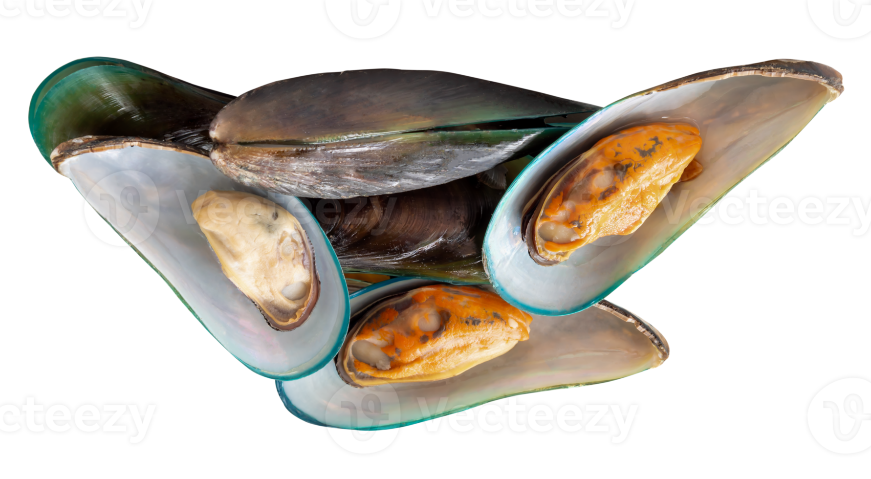 A group of cooked or steamed green mussels isolated with clipping path in file format png