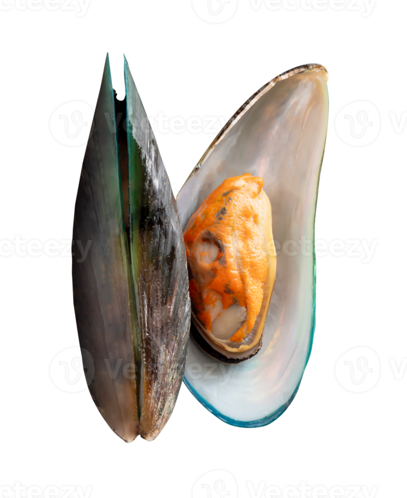 Two cooked or steamed green mussels in vertical isolated with clipping path in file format png